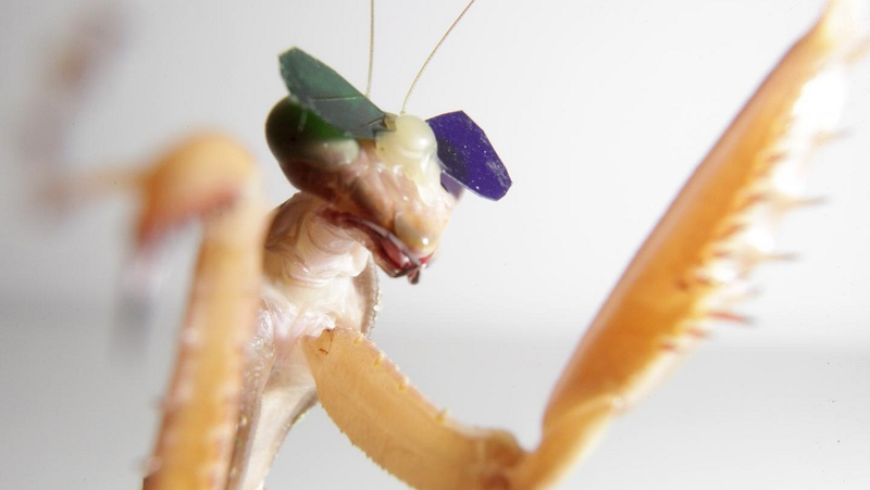 Illustration for article titled Scientists Gave Praying Mantises Tiny 3D Glasses to Prove They Have 3D Vision